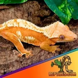 creamsicle crested gecko for sale