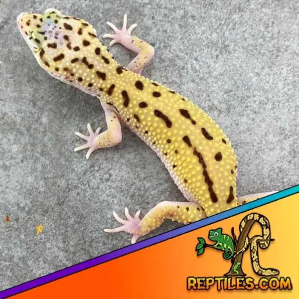 eclipse leopard gecko