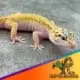 eclipse leopard gecko