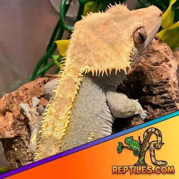 flame crested gecko