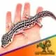 mack super snow leopard gecko for sale