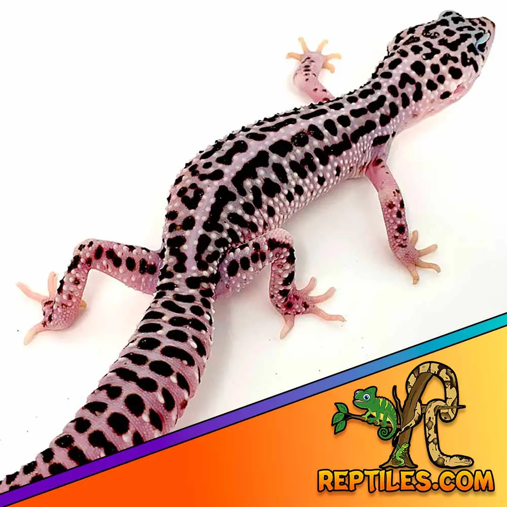 Haug Gecko Paletta Rotonda Con Pettine E Labbro - Scopa In Polymex - Colore M. Lipp Berry