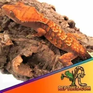 crested gecko