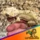 super dalmatian crested gecko