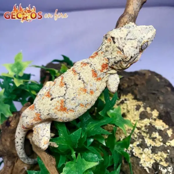 Orange Gargoyle gecko