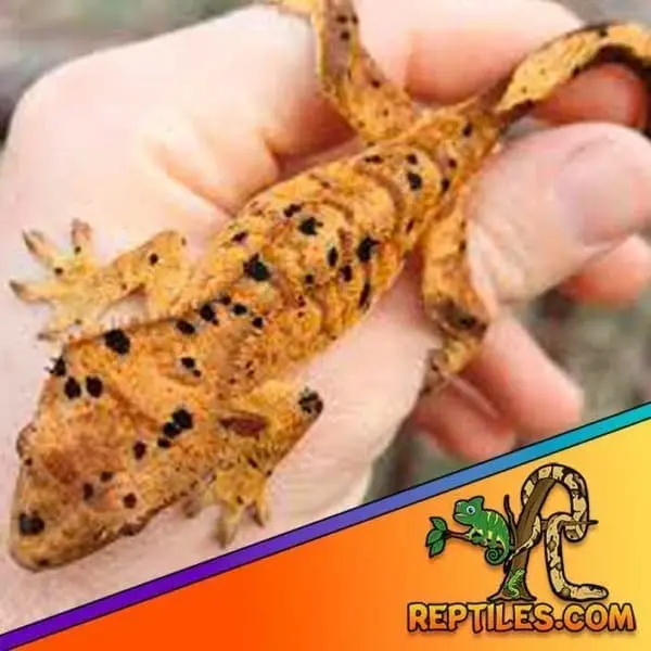 dalmatian crested gecko