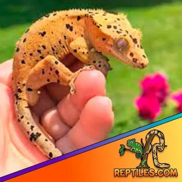 dalmatian crested gecko for sale