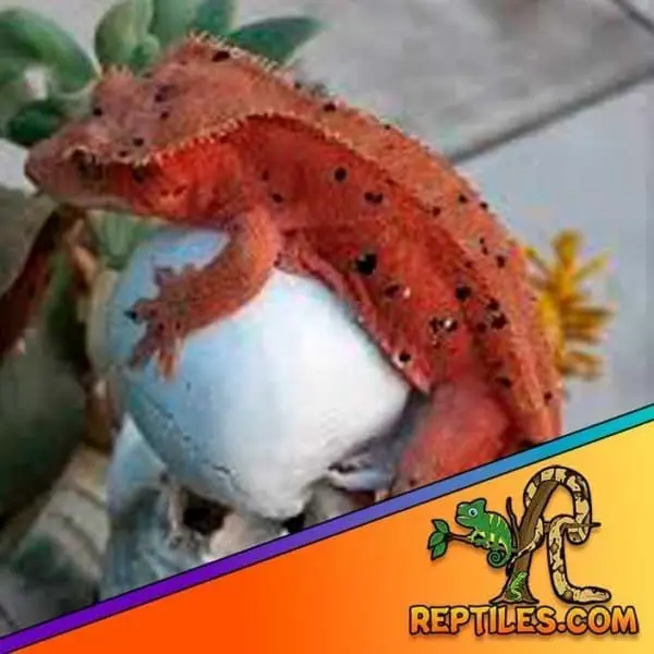 red dalmatian crested gecko
