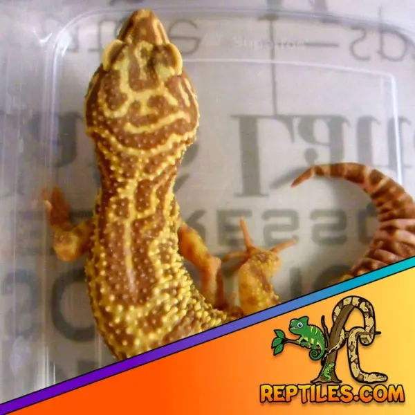 chocolate albino leopard gecko