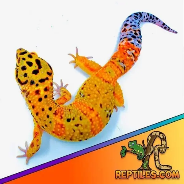 inferno leopard gecko
