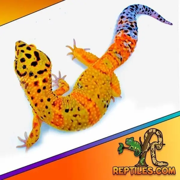 inferno leopard geckos for sale