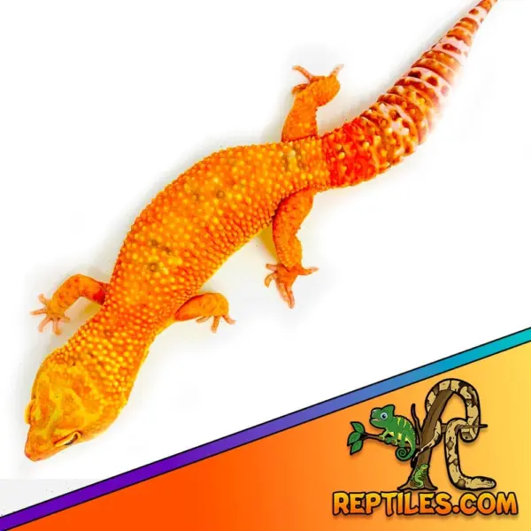 leopard gecko