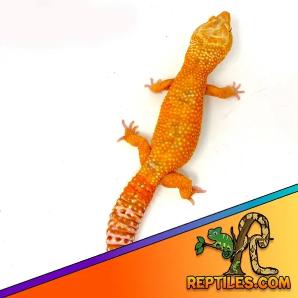 Tangelo leopard gecko price