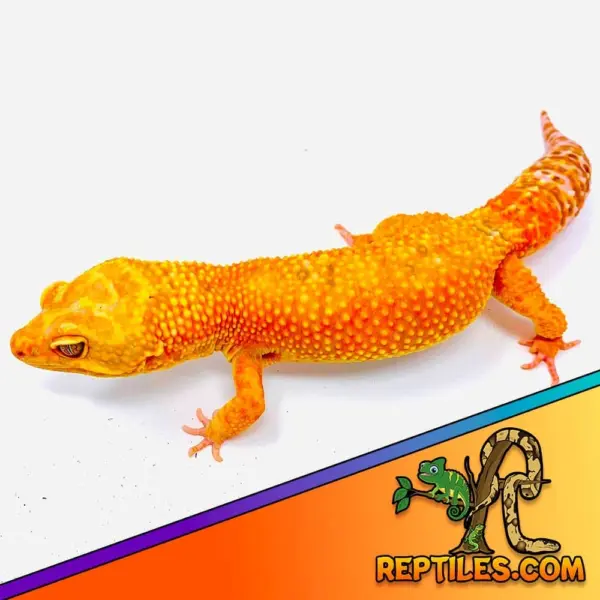 Tangeine leopard gecko morphs