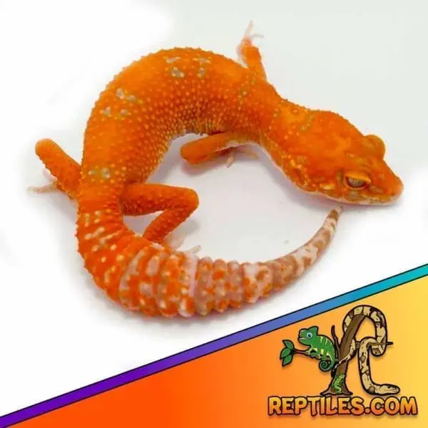 tangerine leopard geckos