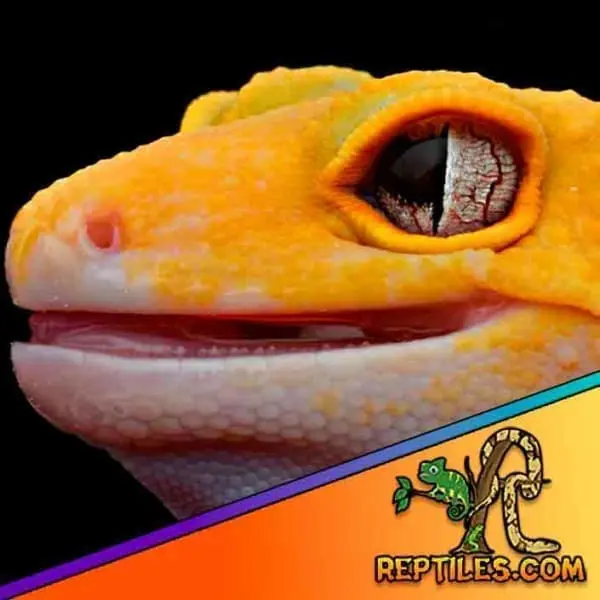 Raptor leopard gecko for sale