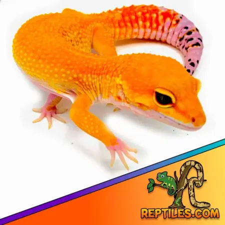 Leopard gecko for sale online | leopard geckos for sale near me