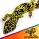 bold super giant leopard gecko for sale