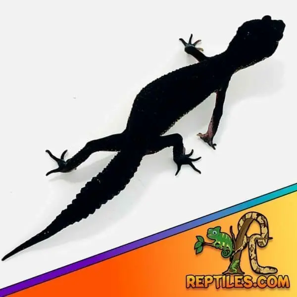 black night leopard gecko - Image 3