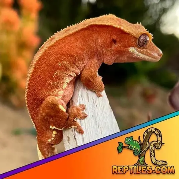bicolor crested gecko