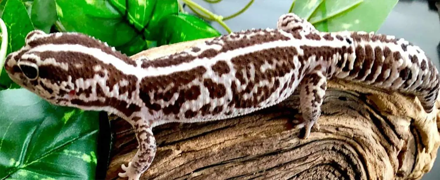 African Fat Tail gecko care