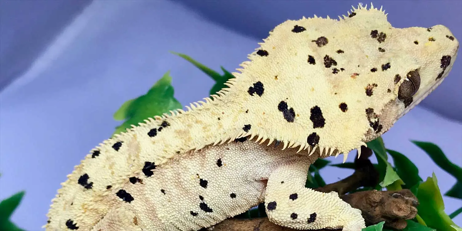 crested geckos for sale