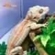 orange stripe gargoyle gecko