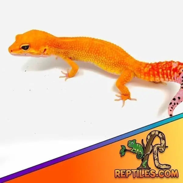 Mandarin Tangerine leopard gecko for sale - Image 6