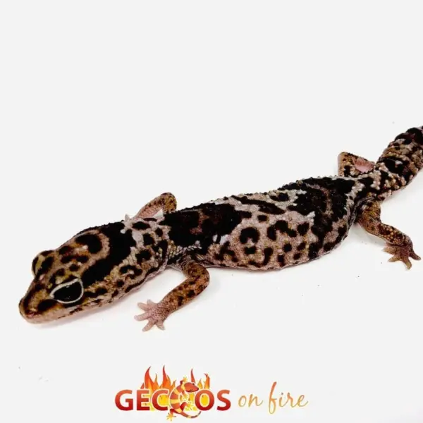whiteout fat tail gecko for sale