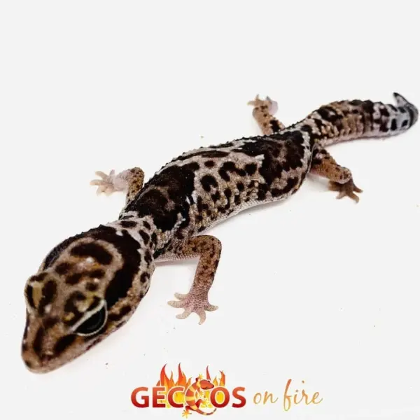 Whiteout African Fat Tail Gecko for sale - Image 2