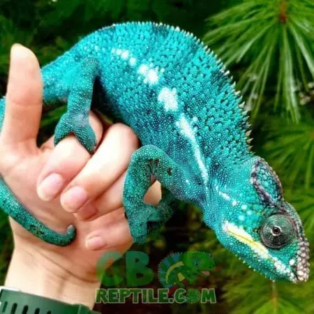 Panther Chameleons near me