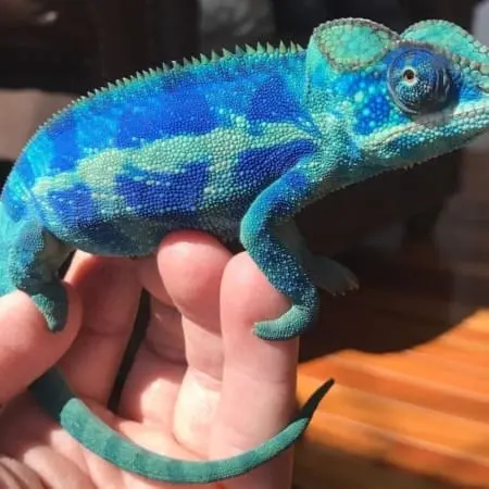 panther chameleons for sale