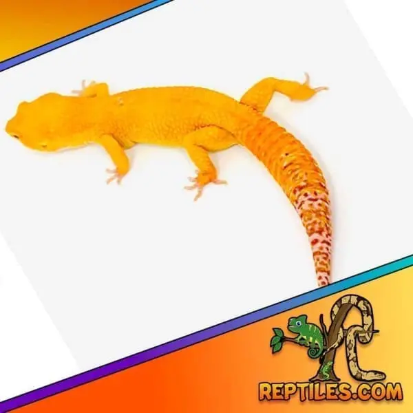 sunglow leopard gecko for sale