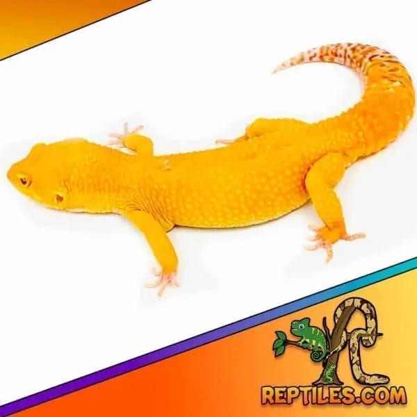 sunglow leopard gecko