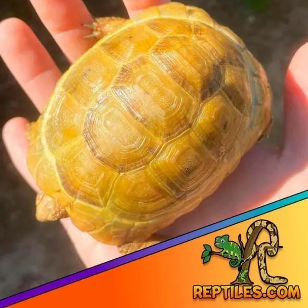 baby Greek tortoise