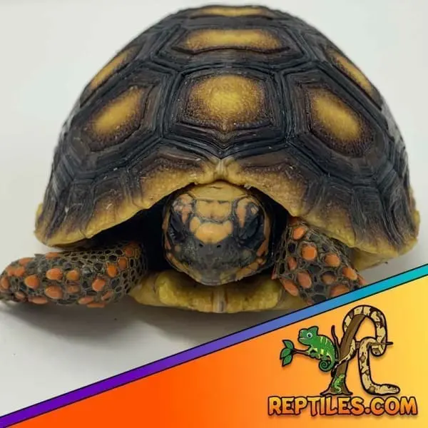 red footed tortoise for sale - Image 5