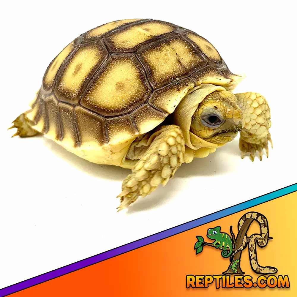 Sulcata tortoise food for sale new arrivals