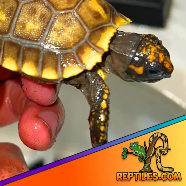 baby yellow footed tortoise