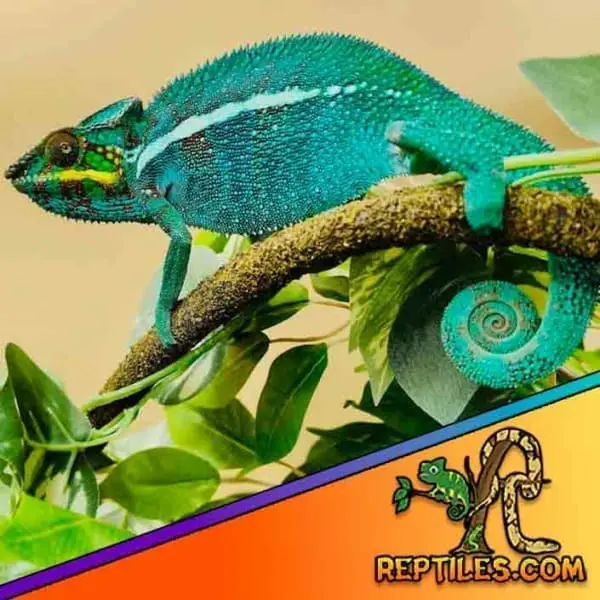 Nosy be panther chameleon price