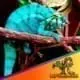 Nosy Be panther chameleon
