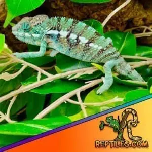 Nosy be panther chameleon