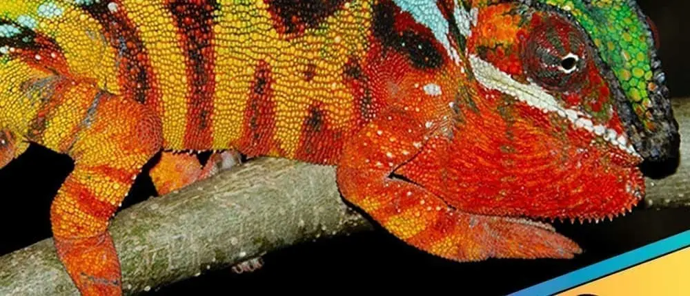 Sambava panther chameleon