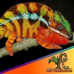 Sambava Chameleon