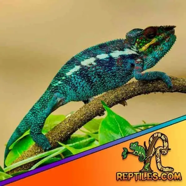 Ambanja panther chameleon