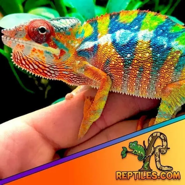 Ambilobe panther chameleon