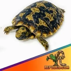 pancake tortoise