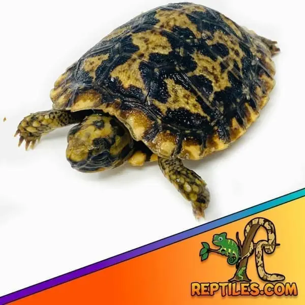 baby pancake tortoise