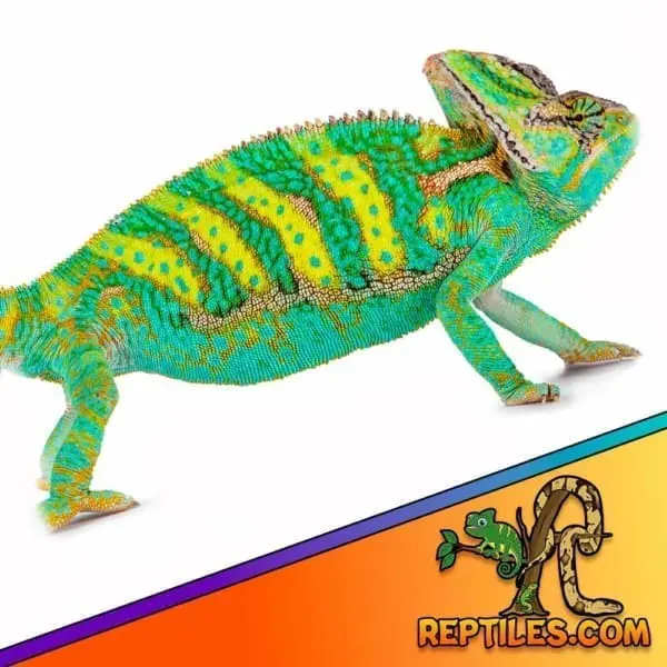 baby veiled chameleon