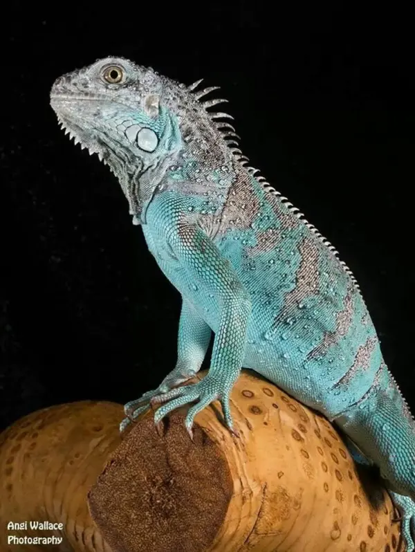 blue iguana