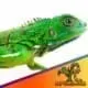 Green Iguana Sale